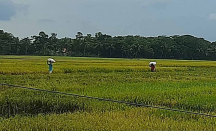 Ratusan Hektare Lahan Sawah Mulai Terdampak Kekeringan di Cilacap - GenPI.co