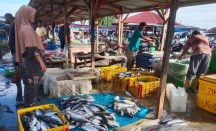 Harga Ikan di Aceh Timur Turun, Jenis Tongkol Rp 10 Ribu per Kg - GenPI.co