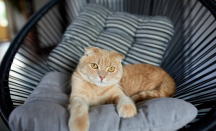 3 Mitos tentang Kucing Peliharaan yang Harus Dilupakan - GenPI.co