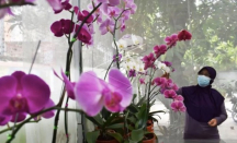 Tips Menanam Bunga Anggrek agar Tumbuh Cantik dan Indah - GenPI.co