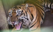 3 Ekor Harimau Medan Zoo Mati, Pemkot Medan Diultimatum - GenPI.co