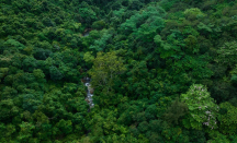Peneliti Menemukan Hutan Paling Kuno Berlokasi di New York - GenPI.co