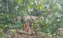 Gajah Liar Rusak Kebun Kopi di Lampung, Ini Kondisinya - GenPI.co