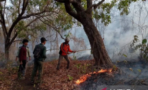 2,18 Hektare Hutan dan Lahan di Taman Nasional Baluran Situbondo Kebakaran - GenPI.co