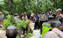 Astaga! Ada Ladang Ganja di Lereng Gunung Semeru - GenPI.co