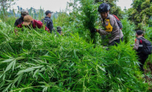 Ya Ampun! Temuan Tanaman Ganja di Gunung Semeru Bertambah, Jadi 25.000 Batang - GenPI.co