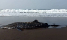 Seekor Hiu Paus Ditemukan Mati Terdampar di Pantai Selatan Jember - GenPI.co