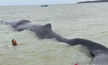 Waduh! Paus Terdampar di Teluk Balikpapan, Ini Kondisinya - GenPI.co