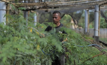 PLN Inisiasi Biomassa Berbasis Pertanian Terpadu, Ubah Lahan Kritis Jadi Produktif - GenPI.co