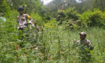 Heboh! Ladang Ganja Ditemukan Dekat Gunung Bromo dan Semeru - GenPI.co