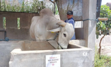Presiden Beli Sapi Peranakan Ongole Asli Seberat 893 Kg dari Kediri untuk Kurban - GenPI.co