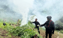 Ladang Ganja 10 Hektare di Perbukitan Mandailing Natal Ditemukan dan Dimusnahkan - GenPI.co