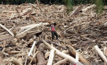 Legislator PKB Minta Pemerintah Investigasi Kayu Gelondongan Terbawa Banjir - GenPI.co