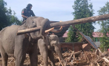 Tak Bisa Masuk Alat Berat, 4 Gajah Jinak Bantu Bersihkan Sisa Banjir Pidie Jaya - GenPI.co