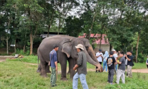 Konflik Gajah Liar, Wisata Taman Nasional Way Kambas Ditutup Sementara - GenPI.co
