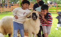 Ijen Farmhouse di Banyuwangi, Asyiknya Berinteraksi dengan Domba Berbulu Tebal - GenPI.co