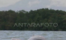 Miris! Populasi Pesut Mahakam Tinggal 66 Ekor, KLH Siapkan Langkah Darurat - GenPI.co