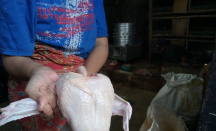 Tips Mengolah Daging Ayam Beku, Jangan Langsung Dimasak! - GenPI.co
