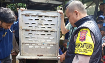 Bikin Geger! Macan Tutul Masuk Permukiman Warga di Cisarua Bogor, Ternak Jadi Mangsa - GenPI.co