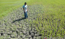 Kemarau 2026 Lebih Kering dari Rata-rata 30 Tahun, BMKG: Dipicu El Nino - GenPI.co