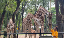 3 Rekomendasi Wisata Satwa Jakarta, Rekreasi Santai di Ragunan Zoo - GenPI.co