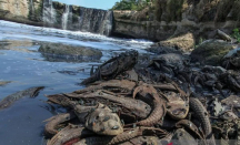 Bahaya Makan Ikan Sapu-Sapu bagi Kesehatan, Bisa Picu Alergi Parah dan Keracunan Akut - GenPI.co