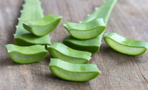 Mengenal Aloin, Senyawa Aktif dalam Lidah Buaya yang Berpotensi Picu Kerusakan Hati - GenPI.co