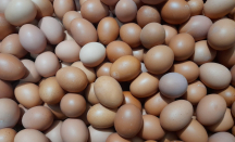 Harga Telur Melambung, Pedagang Kini Kehilangan Pembeli - GenPI.co