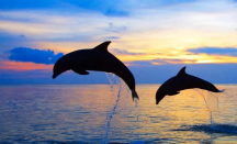 Langka! Lumba-lumba Tampak di Pantai Pengambengan Jembrana Bali - GenPI.co Bali