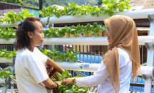 Kisah BRInita di Jayapura, Urban Farming Jadi Gaya Baru Bertani di Lahan Sempit - GenPI.co Bali