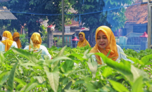 Teh Herbal Jadi Produk Unggulan Poktan Bensor Semarang - GenPI.co Bali