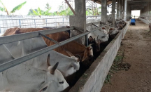 306 Ternak di Lebak Terjangkit PMK, 2 Ternak Dilaporkan Mati - GenPI.co Banten