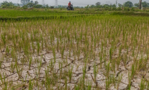 BPBD Tangerang: Lahan Pertanian yang Alami Kekeringan Bertambah - GenPI.co Banten