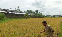 Dinas Pertanian Lebak Kekurangan Stok Benih Padi Varietas Unggul - GenPI.co Banten