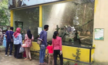 Jurug Solo Zoo Buka Sedekah Satwa - GenPI.co Jateng