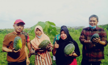 Jepara Panen Raya Semangka, Produktivitas 24 Ton per Hektare - GenPI.co Jateng