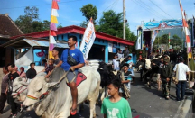 Setahun Sekali, Ratusan Sapi di Boyolali Dikirab Keliling Kampung - GenPI.co Jateng