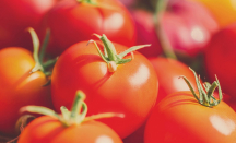 Begini 5 Manfaat Mengonsumsi Tomat Setiap Hari - GenPI.co Jateng