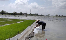 Intensitas Hujan Tinggi, 298 Hektare Tanaman Padi di Kudus Tergenang Banjir - GenPI.co Jateng
