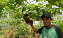 Top Tenan! Petani Milenial Sragen Ini Sukses Budidaya Anggur Impor - GenPI.co Jateng