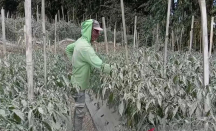 Duh! 1.681 Hektare Tanaman Sayur di Magelang Kena Abu Vulkanik Gunung Merapi - GenPI.co Jateng