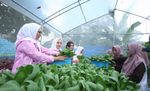 Didukung oleh BRI Peduli, Yuk Intip Kegiatan Bertani di Tengah Kota Medan - GenPI.co Jateng
