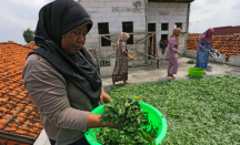 Manfaat Daun Kelor Ampuh Cegah Kanker, Monggo Dicoba - GenPI.co Jateng