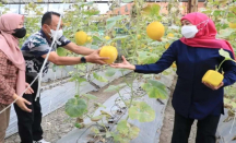 Inovasi Melon Berbentuk Unik, Khofifah Beri Jempol - GenPI.co Jatim
