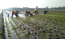 Inovasi Keren Pemkab Ngawi, Mengatasi Penyusutan Lahan Pertanian - GenPI.co Jatim