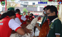 Ayam Hias Ekor Lidi Bukan Sembarang Bangkok, Punya Harga Bagus - GenPI.co Jatim