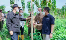 Perhutani Manfaatkan Nutrimon, Pohon Jati Cepat Tumbuh - GenPI.co Jatim