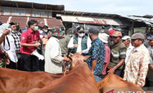 Peternak Takut Wabah PMK, Bupati Bangkalan Beri Pesan Menyejukkan - GenPI.co Jatim