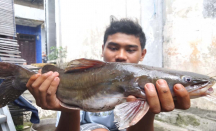Heboh Ikan Mati Massal di Sungai Brantas, Ecoton Nyalakan Alarm - GenPI.co Jatim