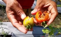 Petani Tomat di Madiun Merugi Jutaan Rupiah - GenPI.co Jatim